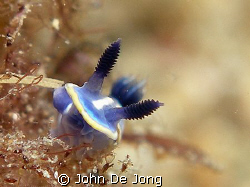 Hypselodoris gasconi is a common specie in the Mediterran... by John De Jong 